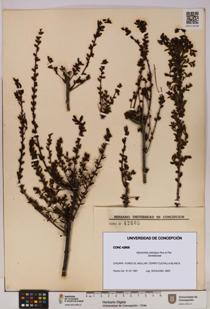 Myoschilos oblongus [Espécimen: UDEC:CONC:0042605]