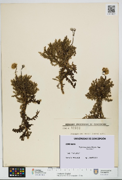 Polyachyrus fuscus [Espécimen: UDEC:CONC:0042616]