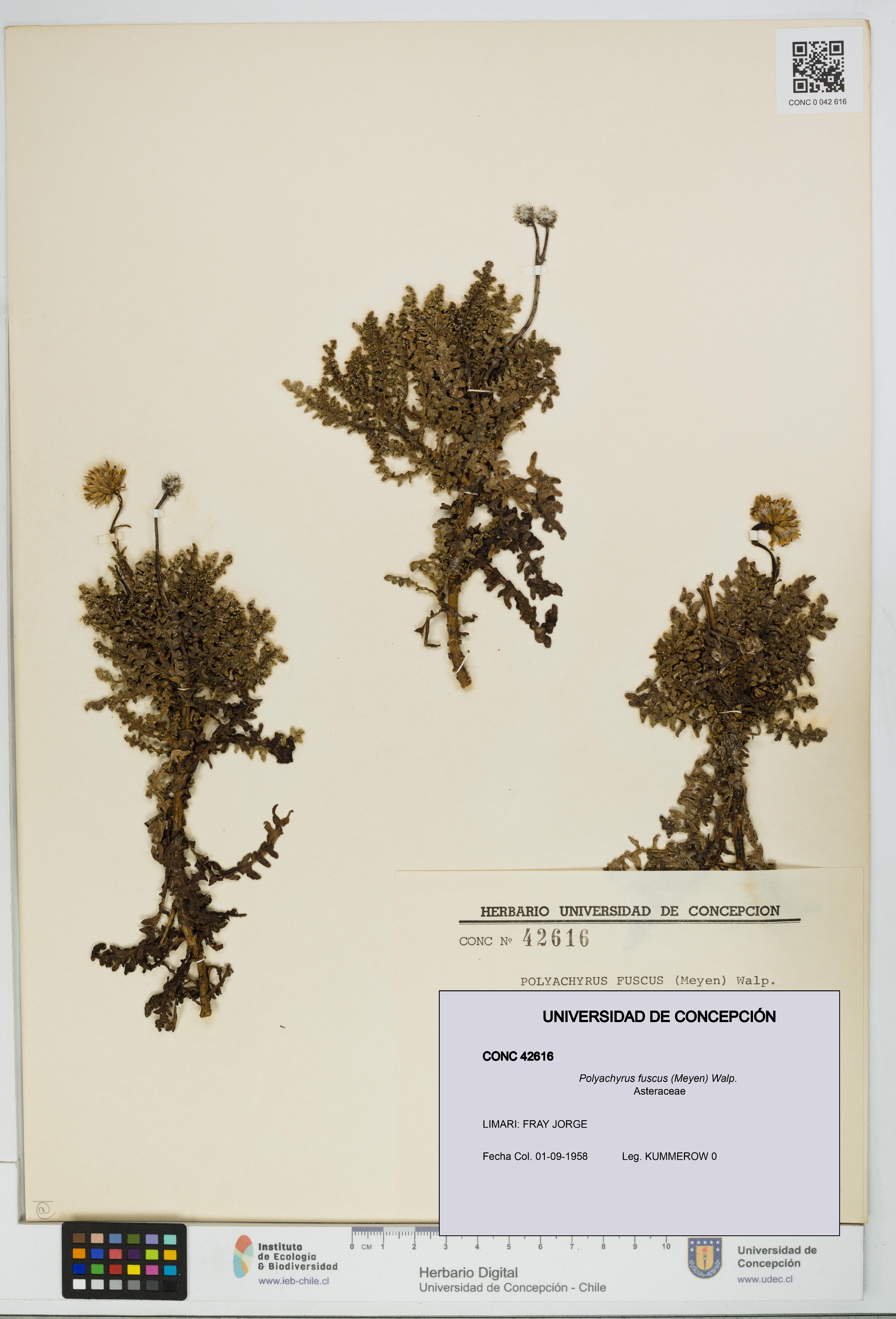 Polyachyrus fuscus [Espécimen: UDEC:CONC:0042616]