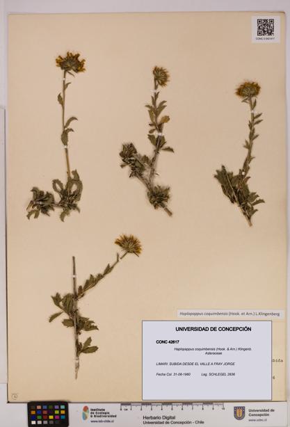 Haplopappus coquimbensis [Espécimen: UDEC:CONC:0042617]