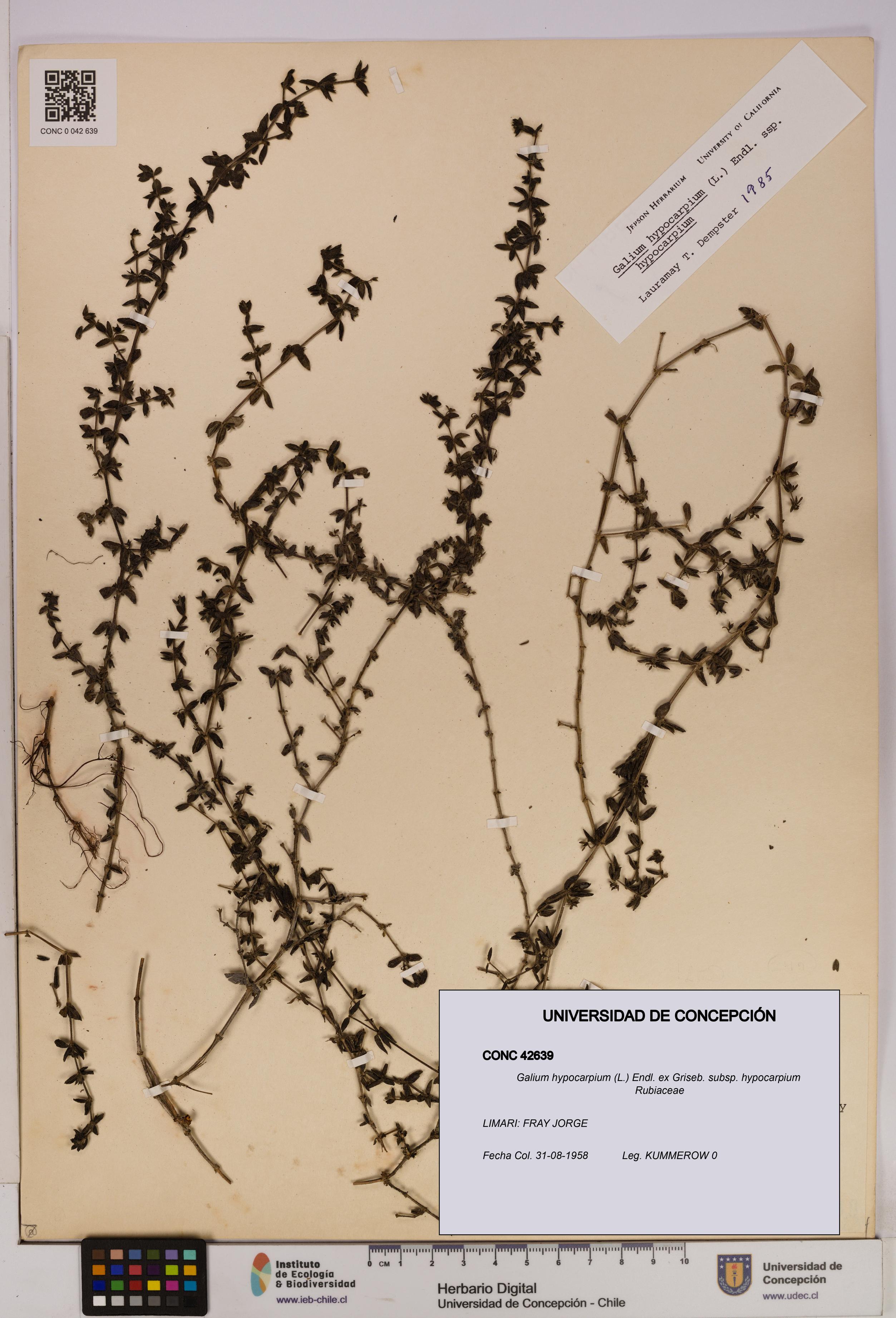Galium hypocarpium subsp. hypocarpium [Espécimen: UDEC:CONC:0042639]