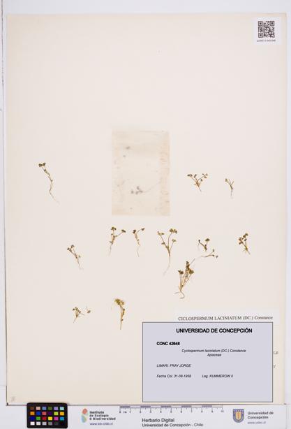 Cyclospermum laciniatum [Espécimen: ]