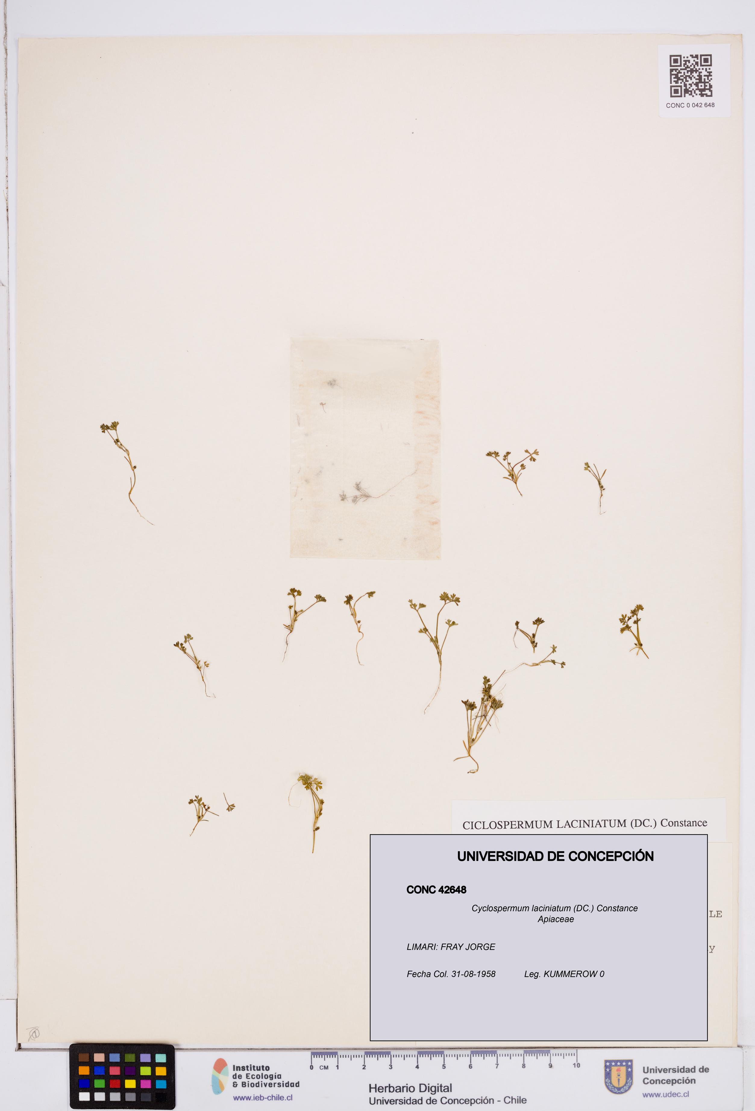 Cyclospermum laciniatum [Espécimen: ]