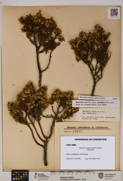 Baccharis incarum [Espécimen: UDEC:CONC:0042652]