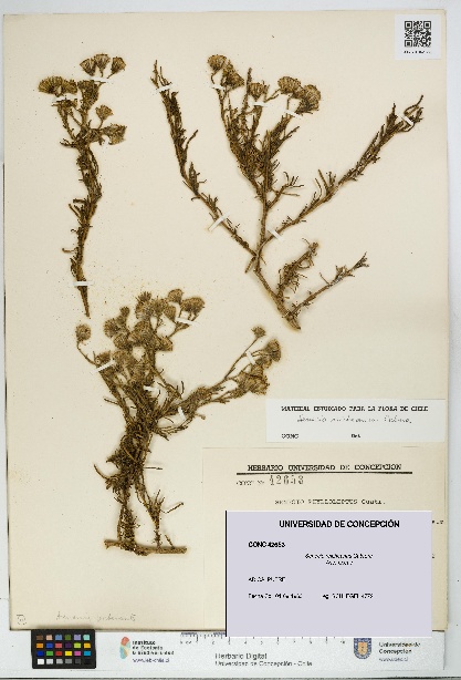 Senecio reicheanus [Espécimen: UDEC:CONC:0042653]