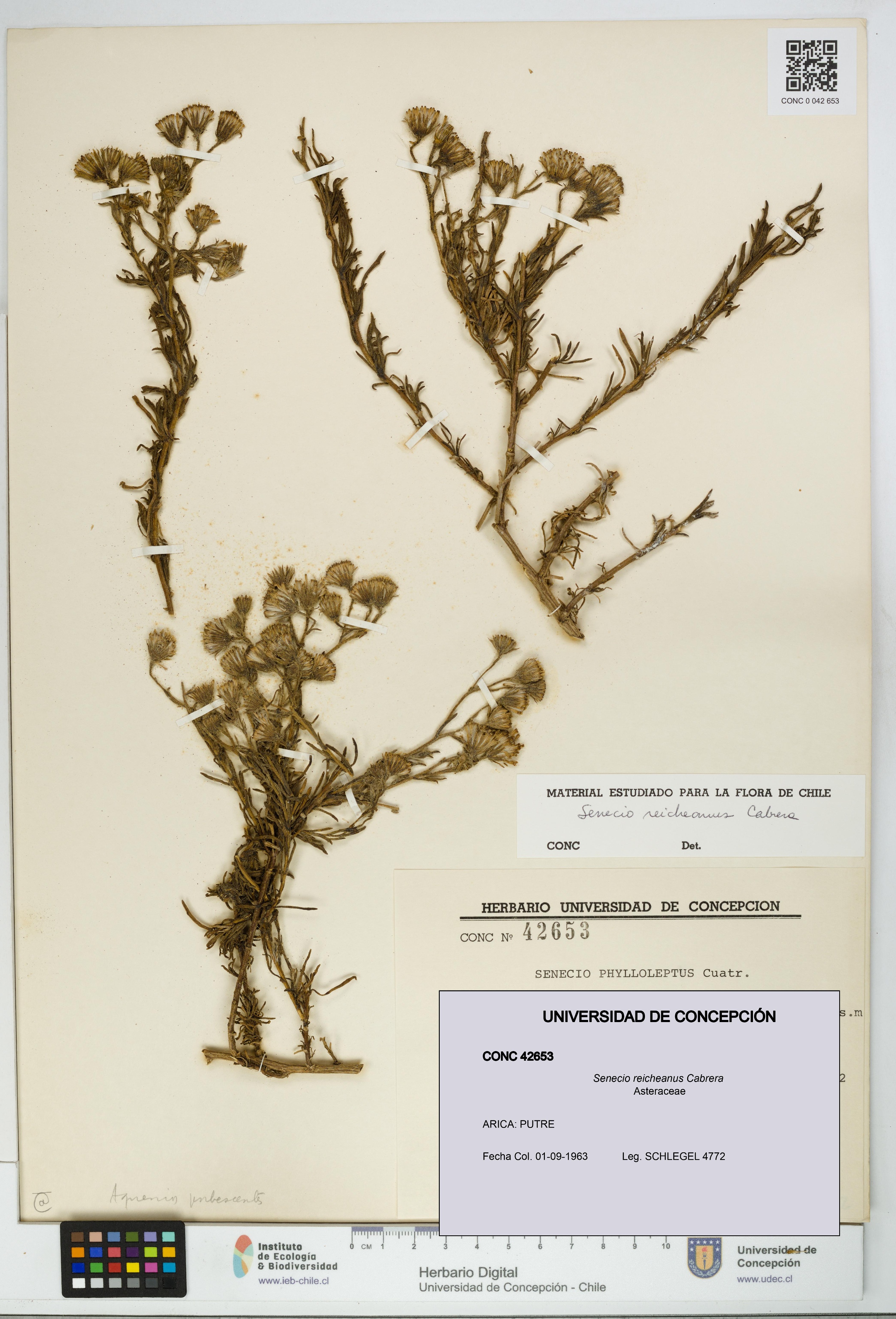 Senecio reicheanus [Espécimen: UDEC:CONC:0042653]