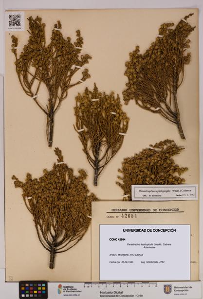 Parastrephia lepidophylla [Espécimen: UDEC:CONC:0042654]