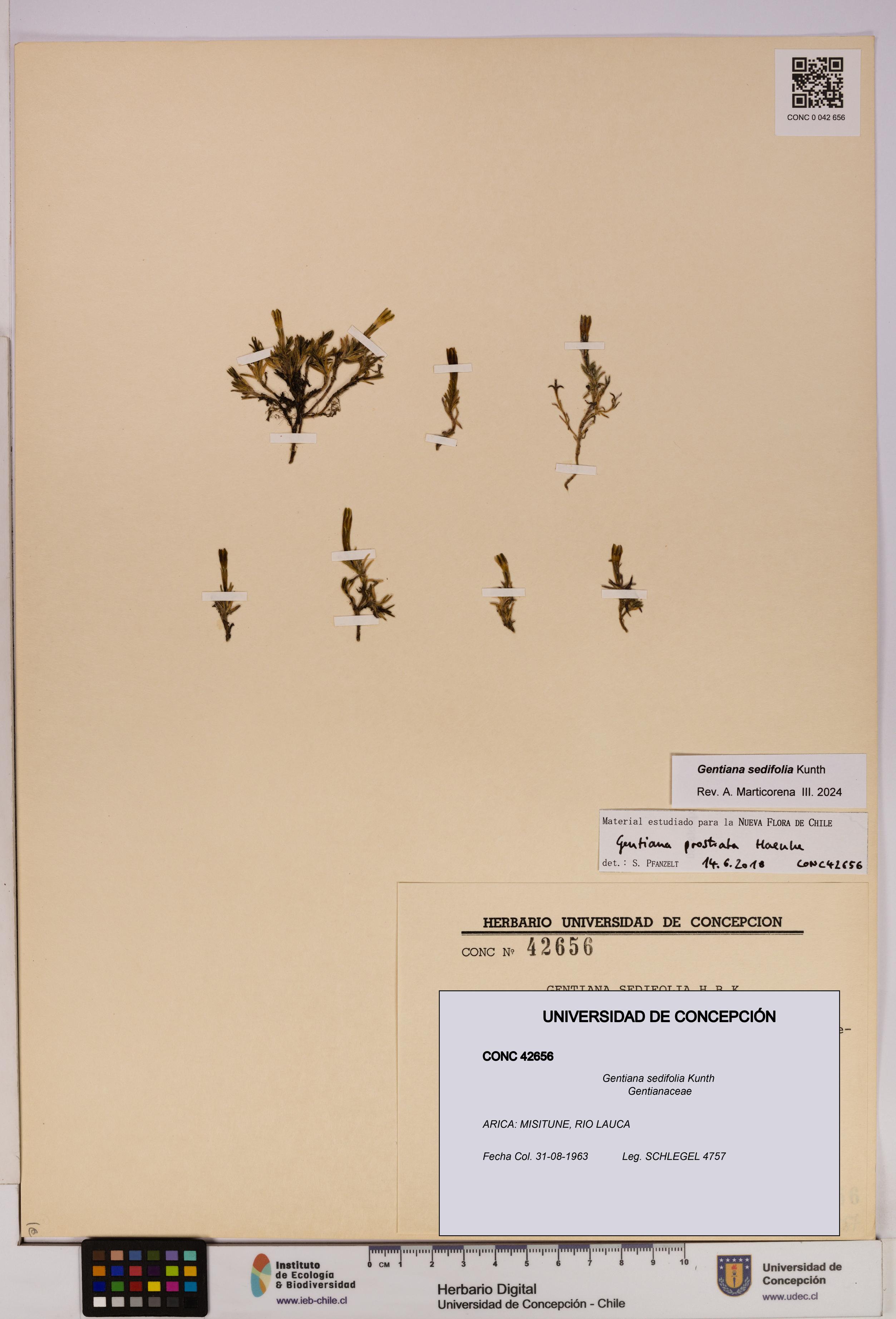 Gentiana sedifolia [Espécimen: UDEC:CONC:0042656]