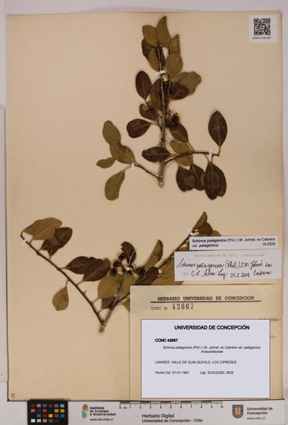 Schinus patagonica [Espécimen: UDEC:CONC:0042667]
