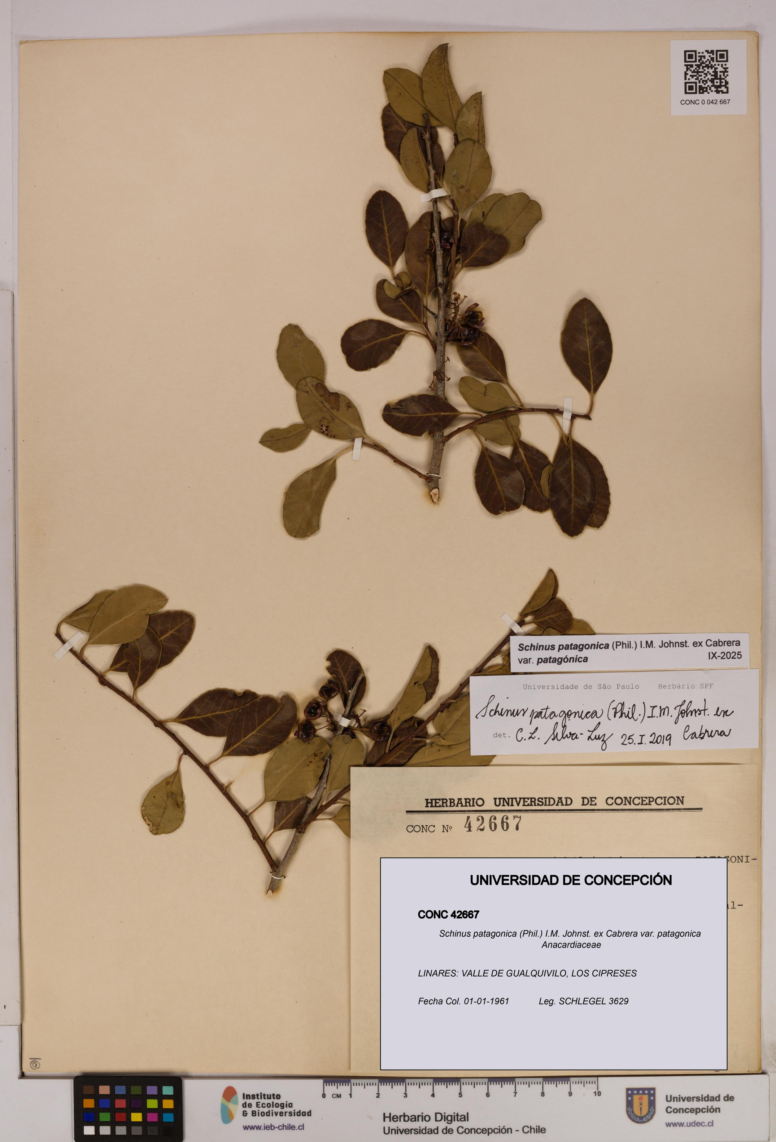 Schinus patagonica [Espécimen: UDEC:CONC:0042667]