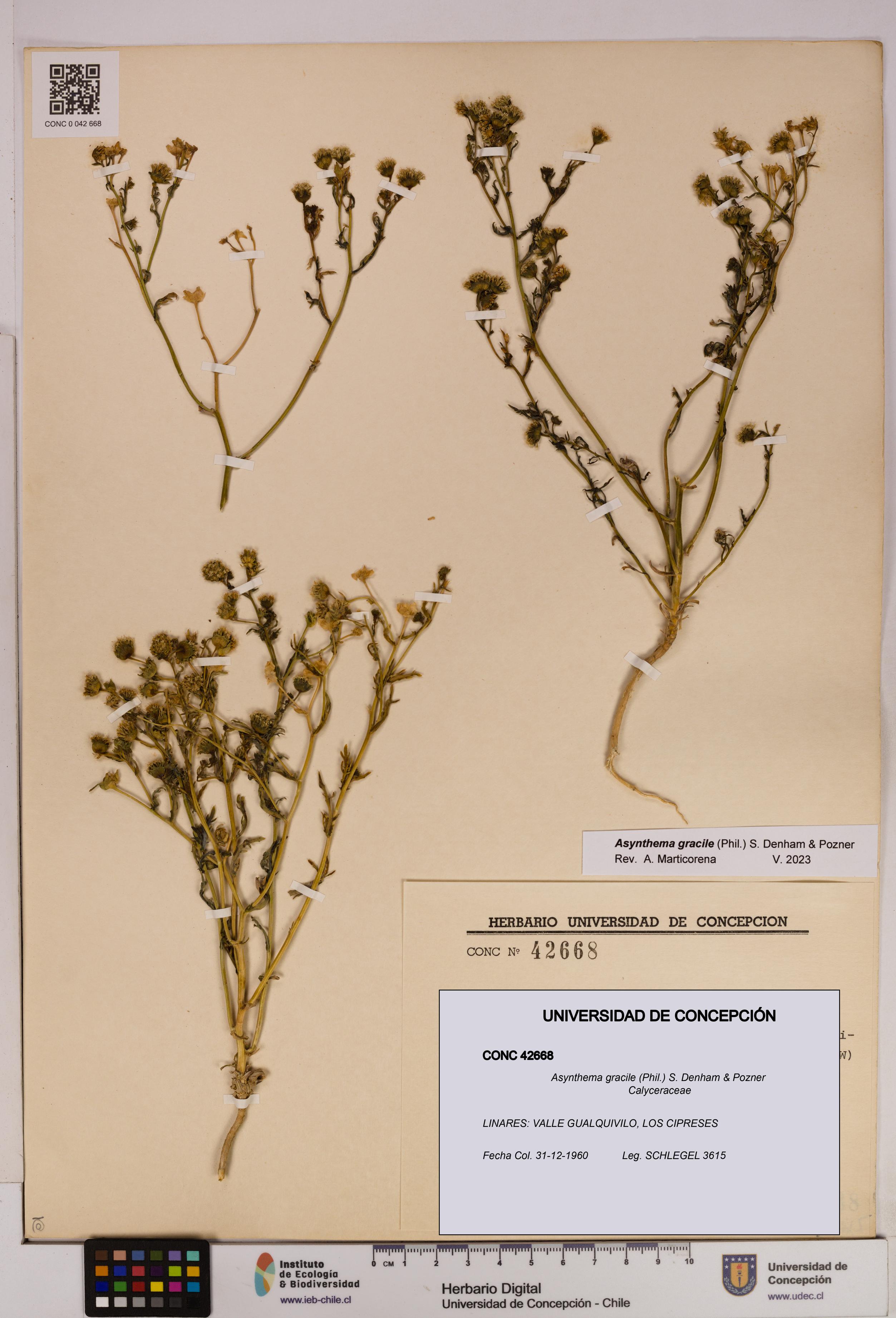 Asynthema gracile [Espécimen: UDEC:CONC:0042668]