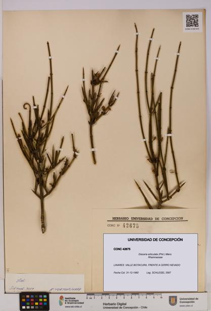 Discaria articulata [Espécimen: UDEC:CONC:0042675]