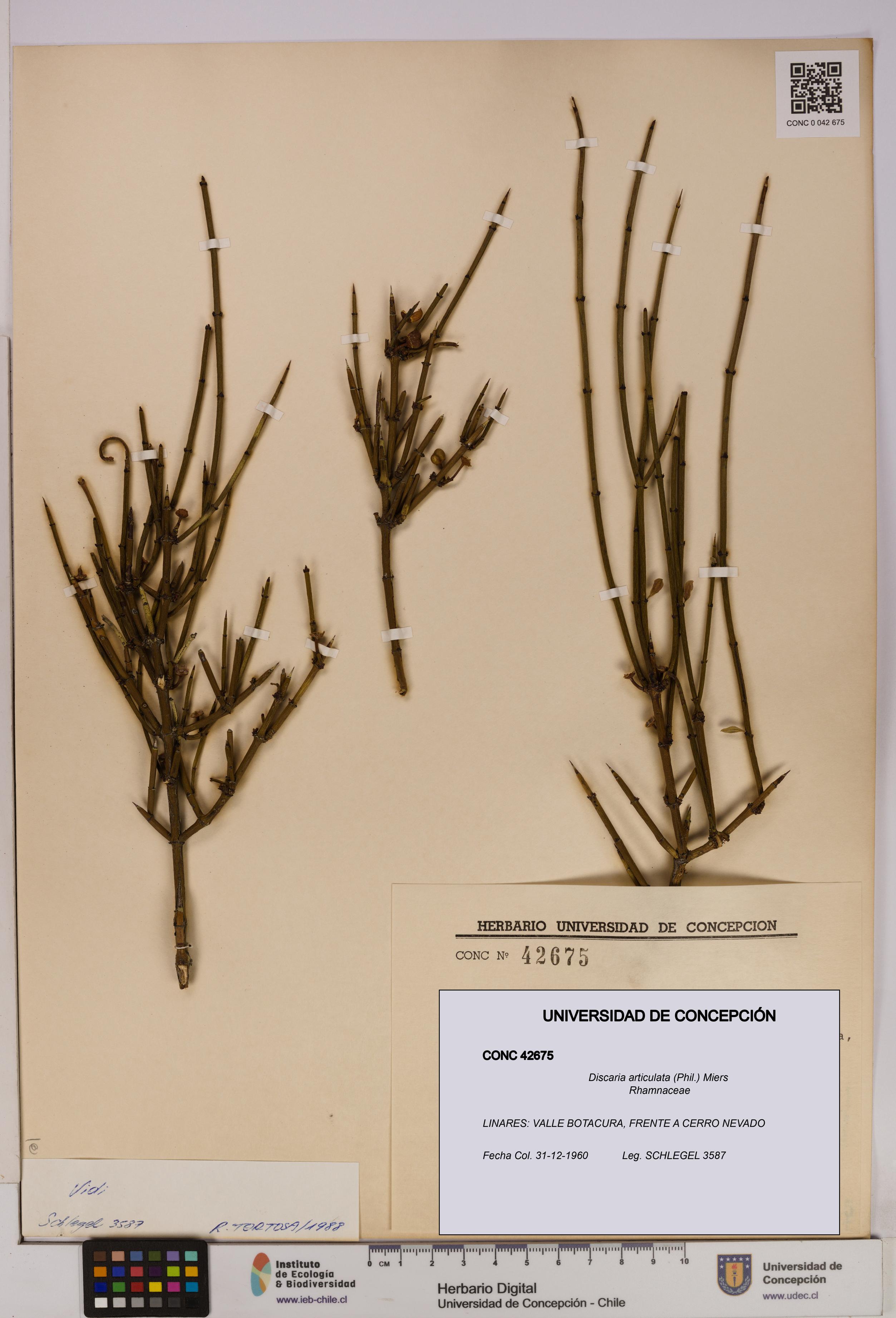 Discaria articulata [Espécimen: UDEC:CONC:0042675]