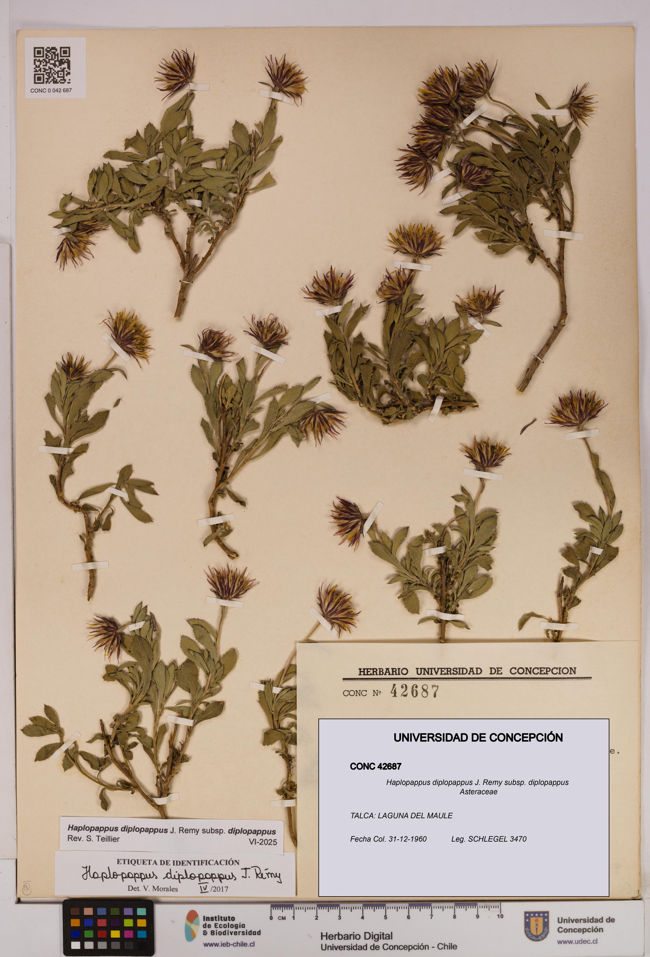 Haplopappus diplopappus subsp. diplopappus [Espécimen: UDEC:CONC:0042687]