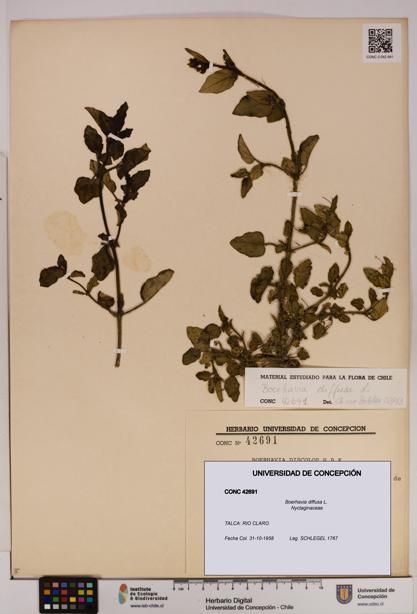Boerhavia diffusa [Espécimen: UDEC:CONC:0042691]