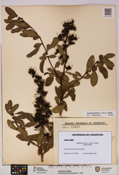 Escallonia illinita [Espécimen: UDEC:CONC:0042698]