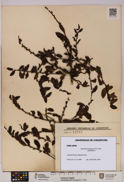 Myoschilos oblongus [Espécimen: UDEC:CONC:0042702]