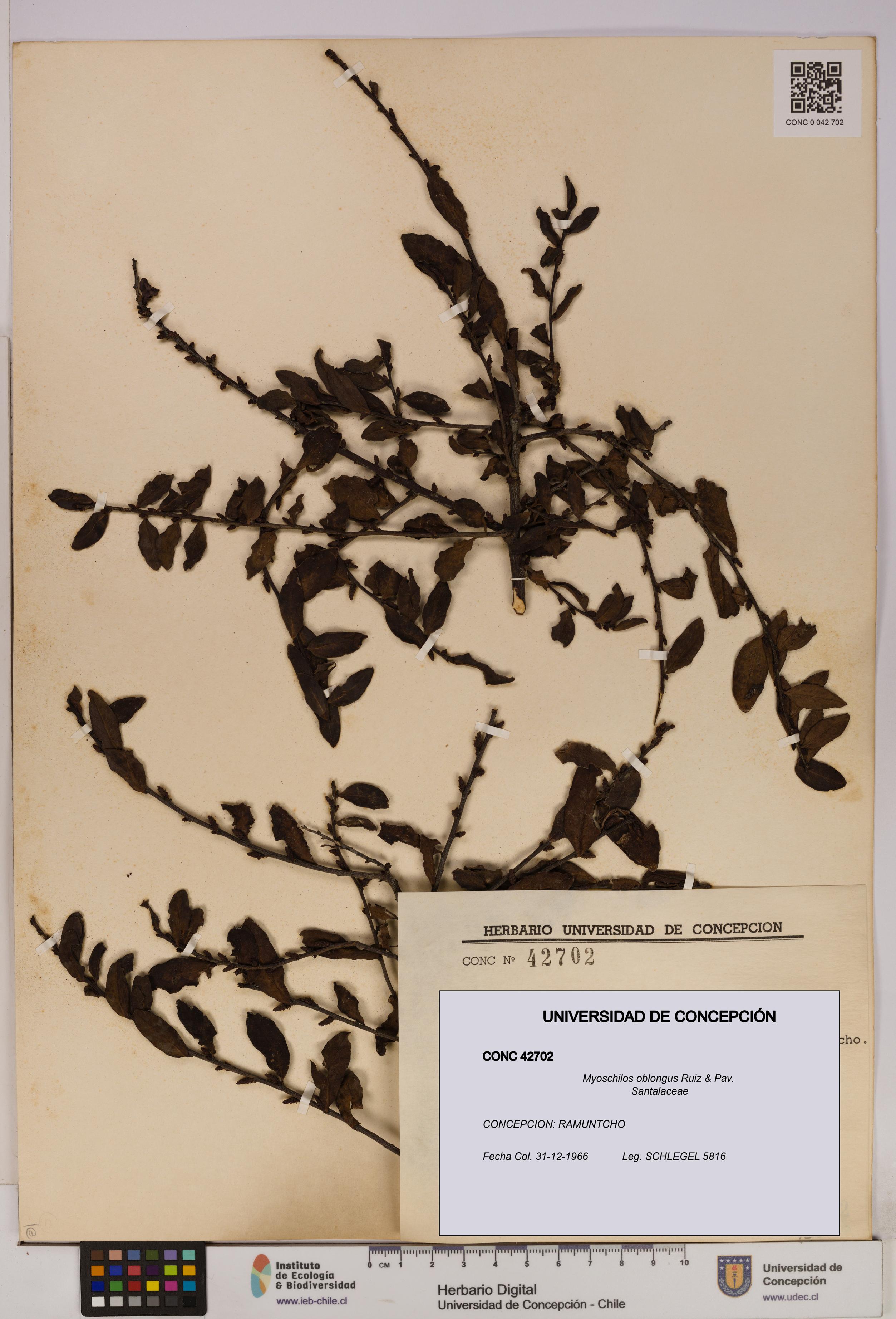 Myoschilos oblongus [Espécimen: UDEC:CONC:0042702]