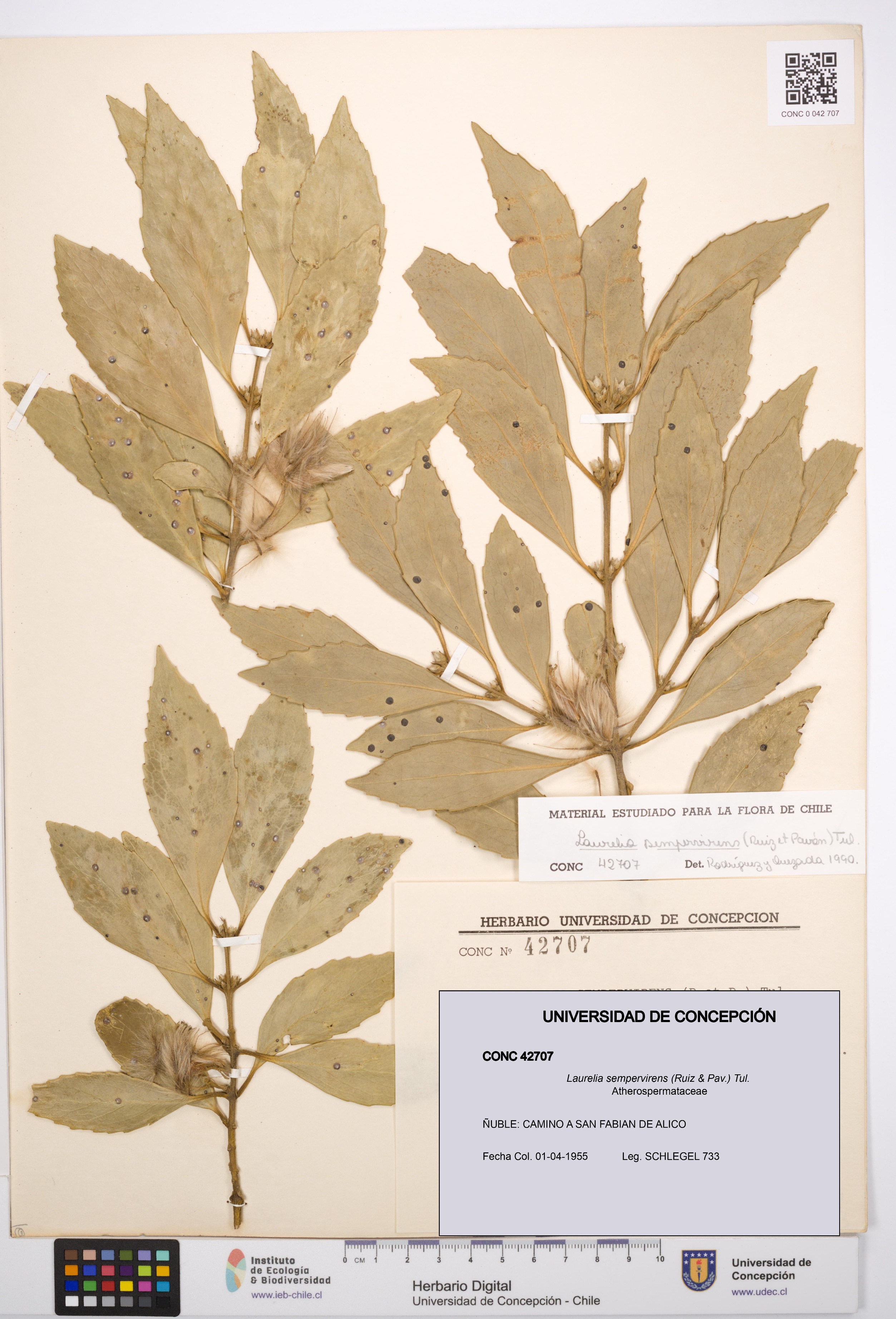 Laurelia sempervirens [Espécimen: UDEC:CONC:0042707]