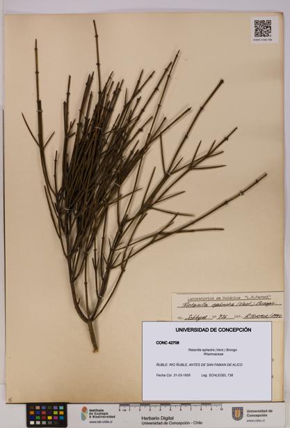 Retanilla ephedra [Espécimen: UDEC:CONC:0042708]