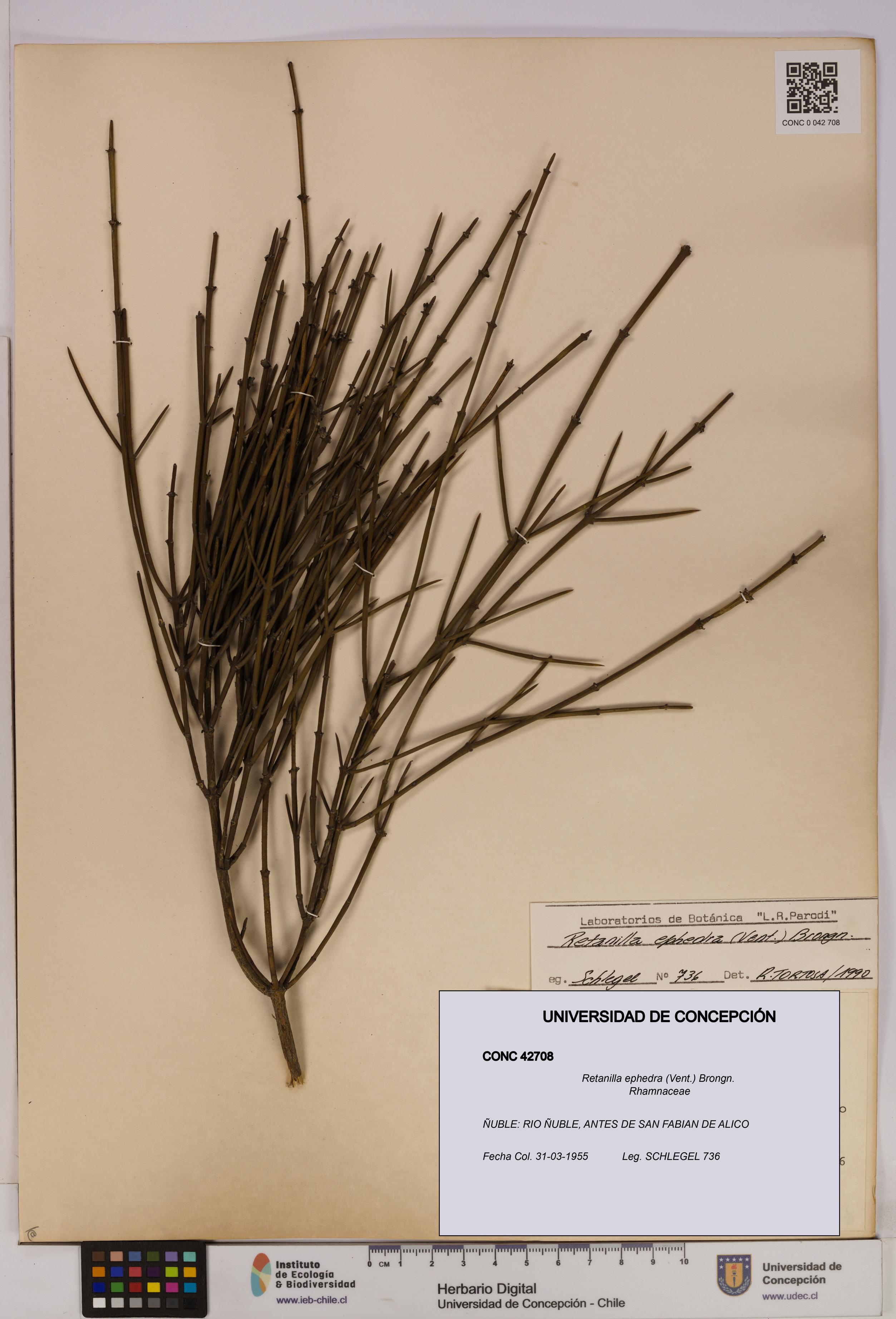 Retanilla ephedra [Espécimen: UDEC:CONC:0042708]