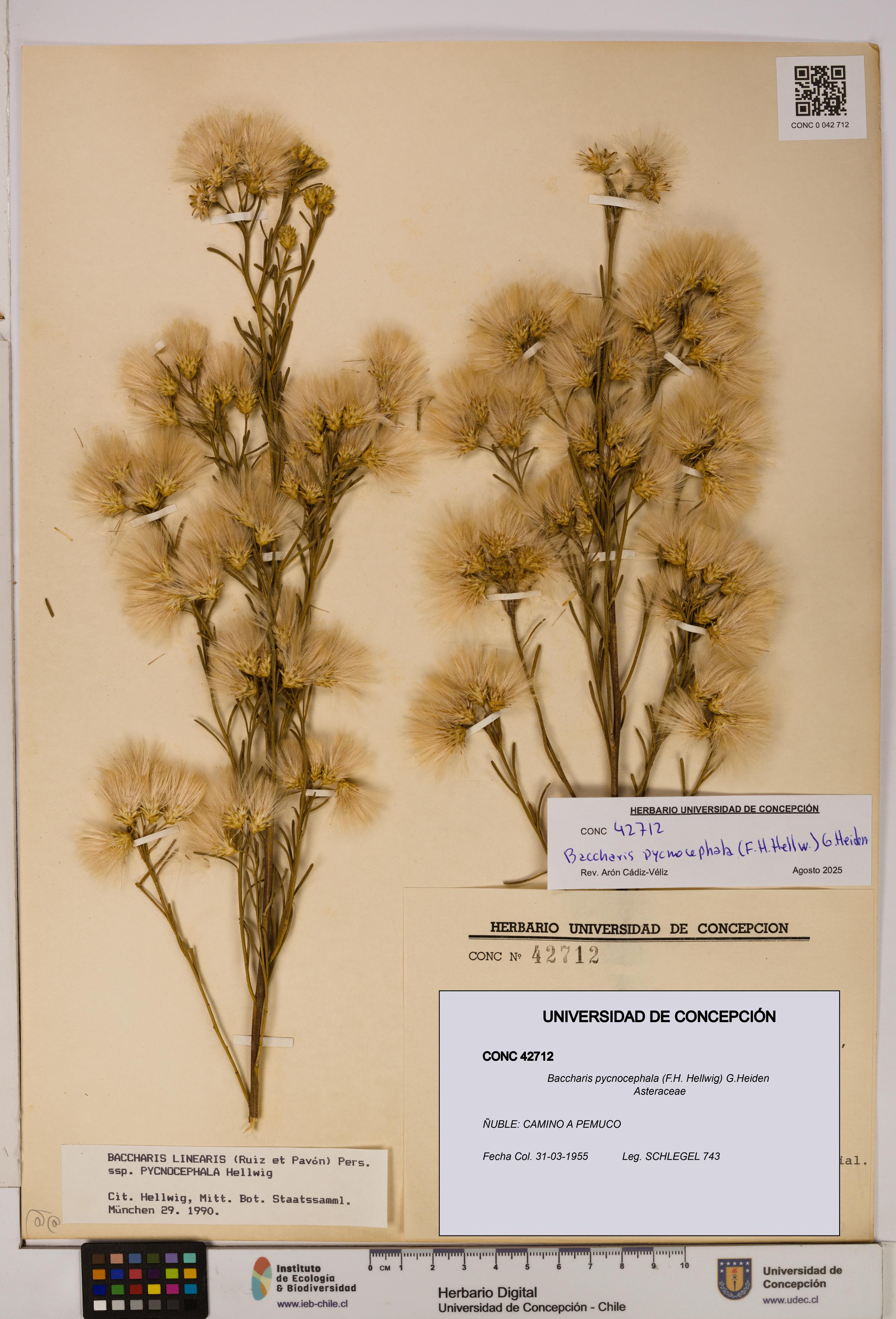 Baccharis pycnocephala [Espécimen: UDEC:CONC:0042712]