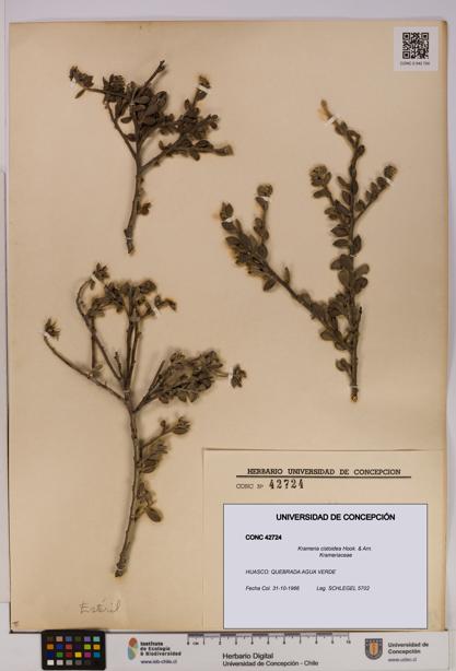 Krameria cistoidea [Espécimen: UDEC:CONC:0042724]