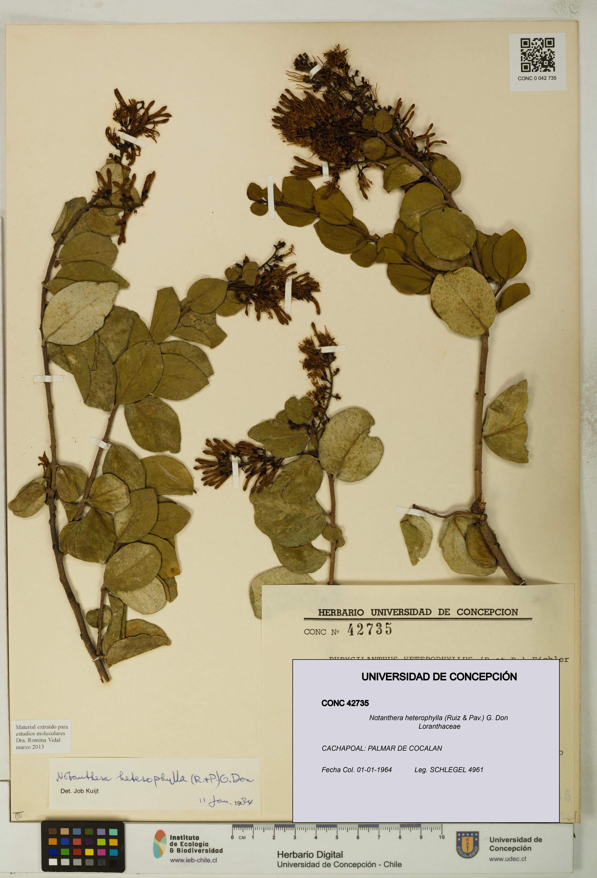 Notanthera heterophylla [Espécimen: UDEC:CONC:0042735]