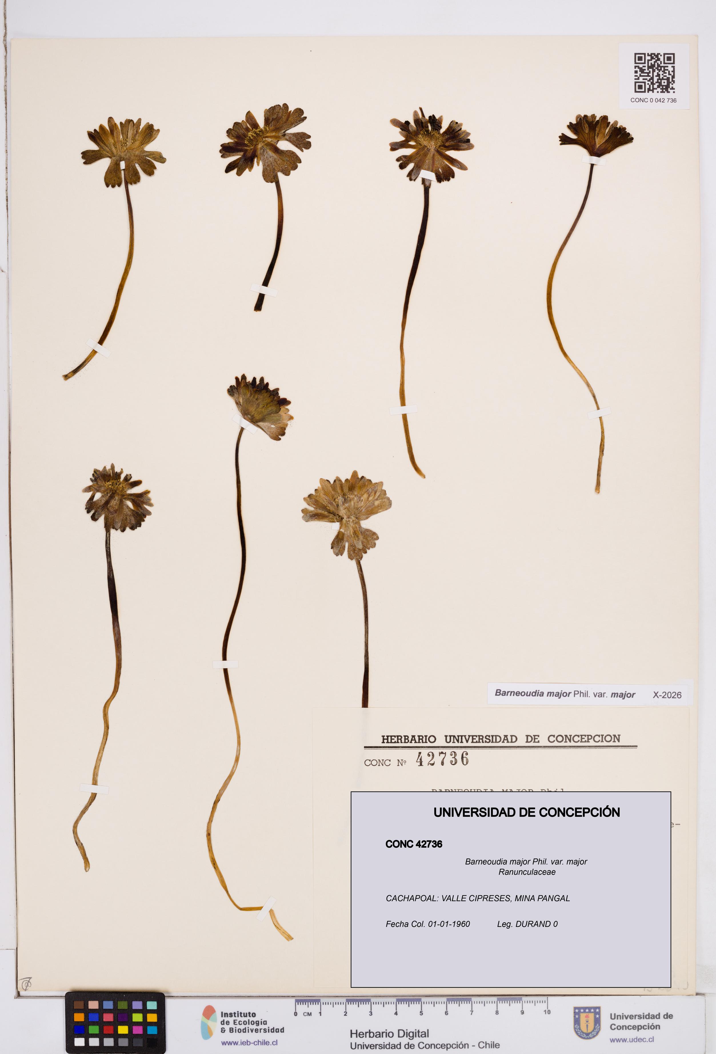 Barneoudia major var. major [Espécimen: ]