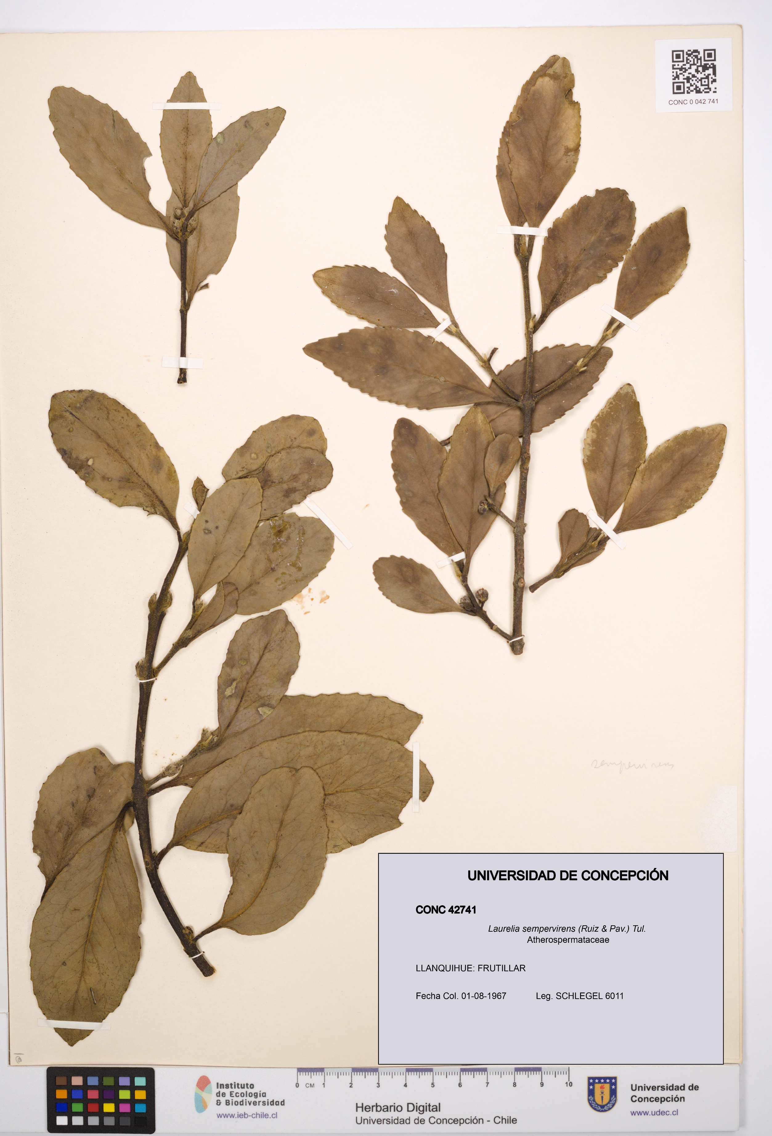 Laurelia sempervirens [Espécimen: UDEC:CONC:0042741]
