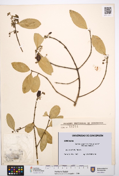 Laurelia sempervirens [Espécimen: UDEC:CONC:0042744]