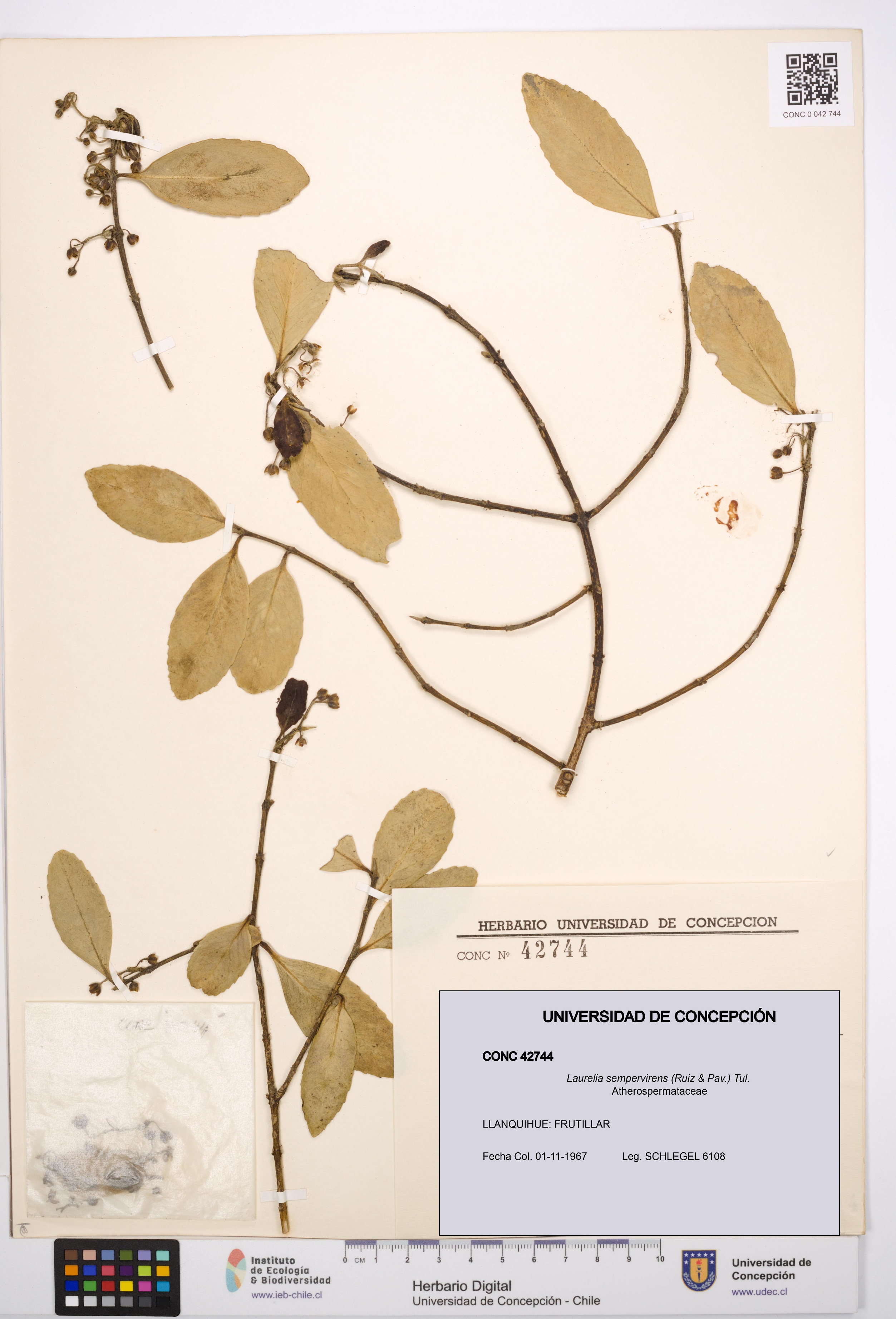 Laurelia sempervirens [Espécimen: UDEC:CONC:0042744]