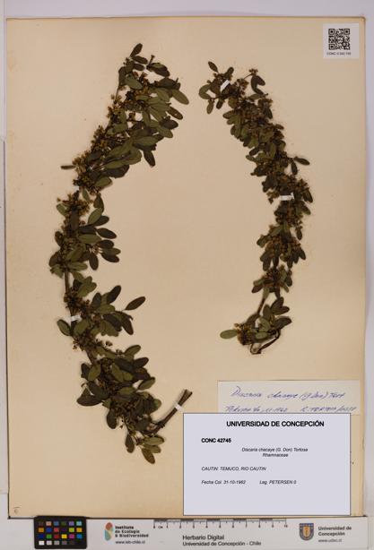 Discaria chacaye [Espécimen: UDEC:CONC:0042745]