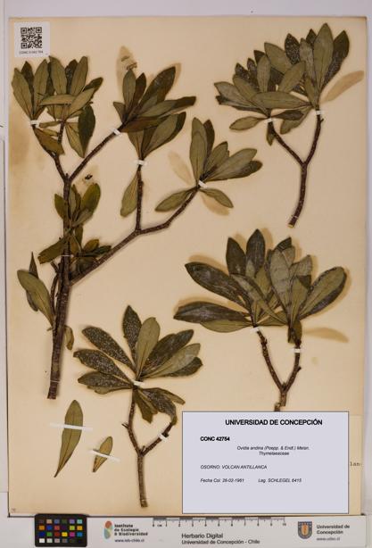 Ovidia andina [Espécimen: UDEC:CONC:0042754]