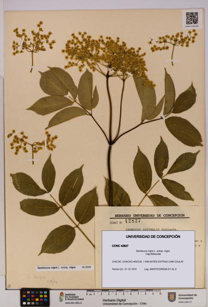 Sambucus nigra subsp. nigra [Espécimen: UDEC:CONC:0042827]
