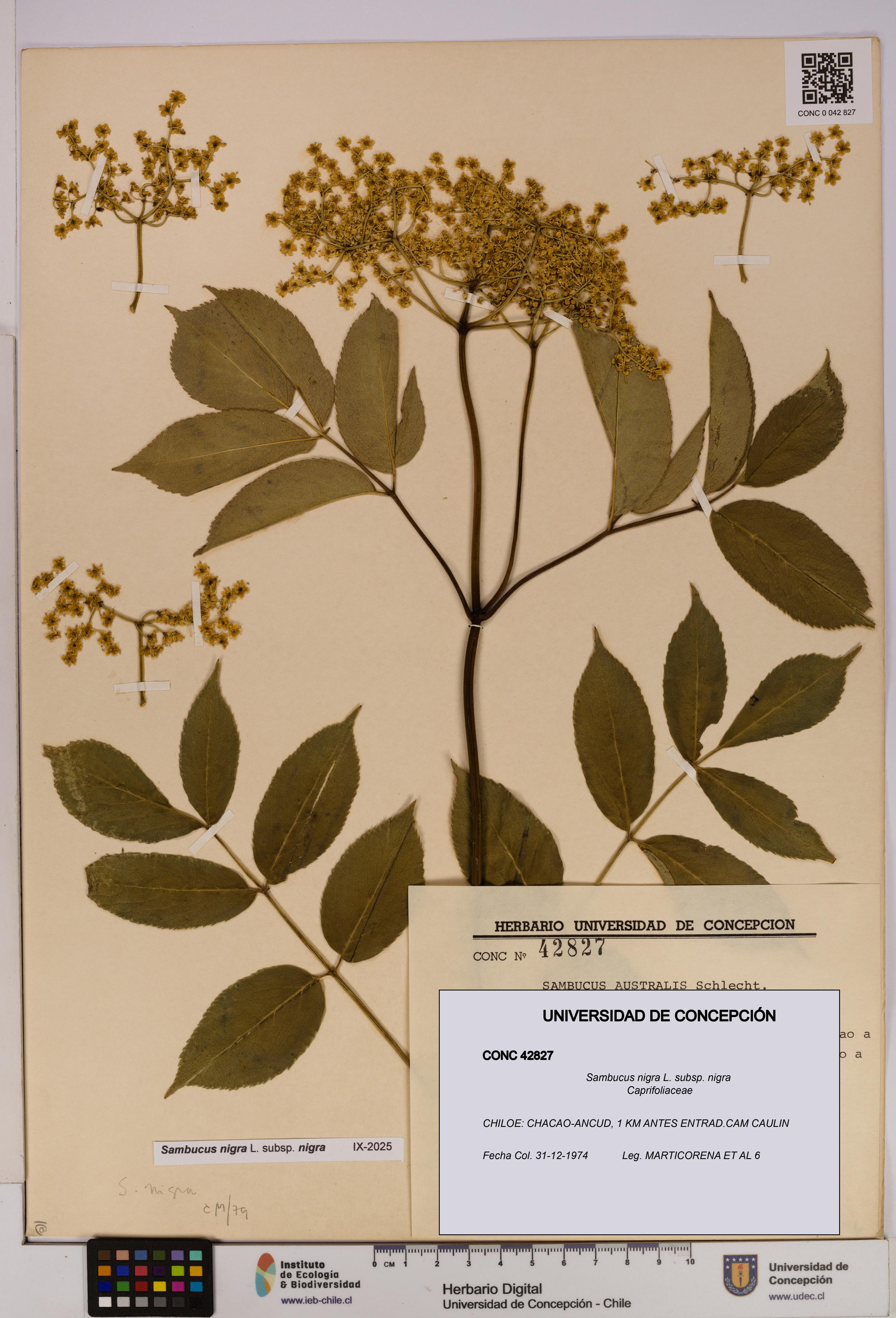 Sambucus nigra subsp. nigra [Espécimen: UDEC:CONC:0042827]