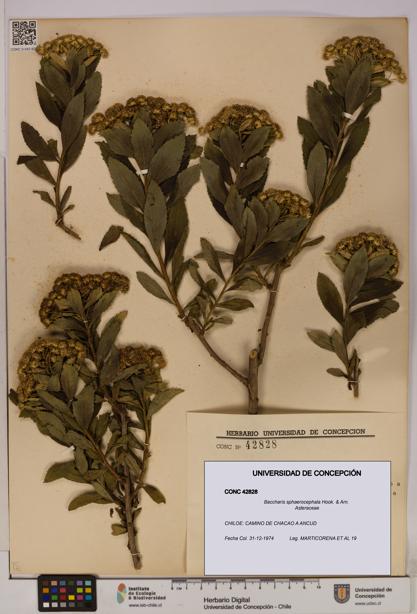 Baccharis sphaerocephala [Espécimen: UDEC:CONC:0042828]