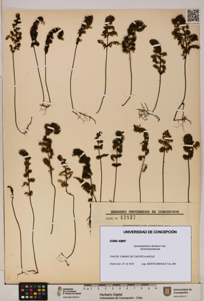 Hymenophyllum dentatum [Espécimen: UDEC:CONC:0042837]