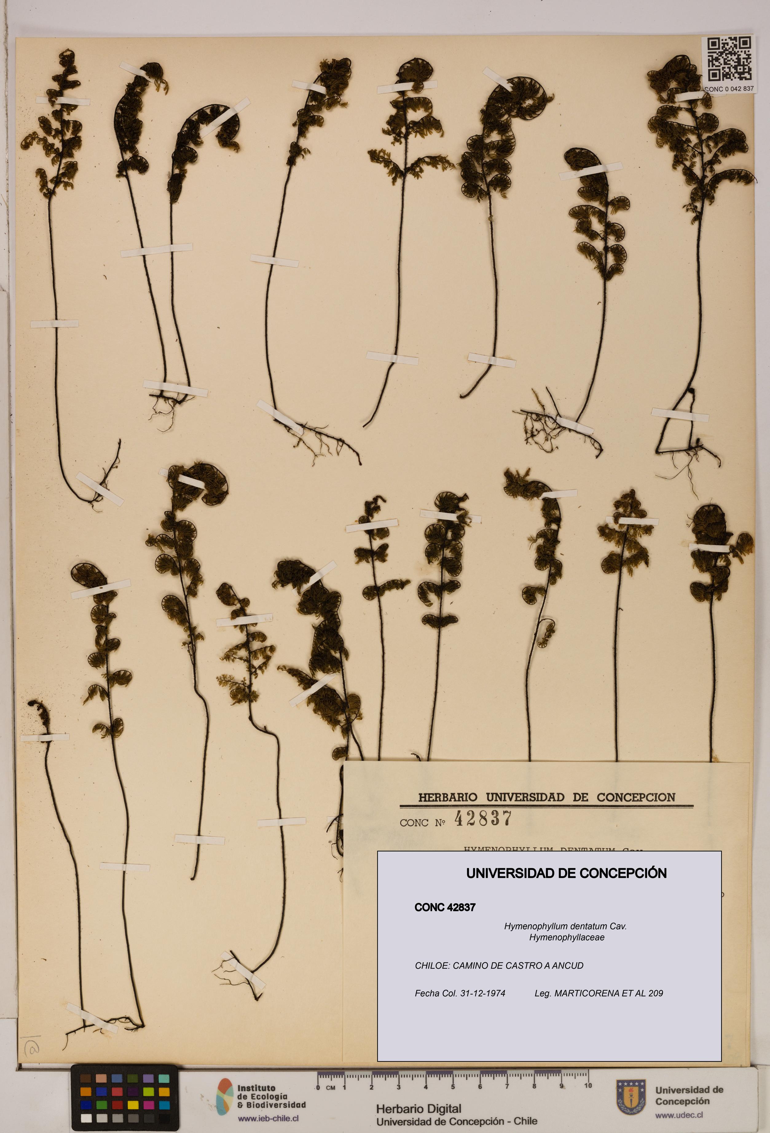 Hymenophyllum dentatum [Espécimen: UDEC:CONC:0042837]