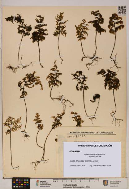 Hymenophyllum plicatum [Espécimen: ]