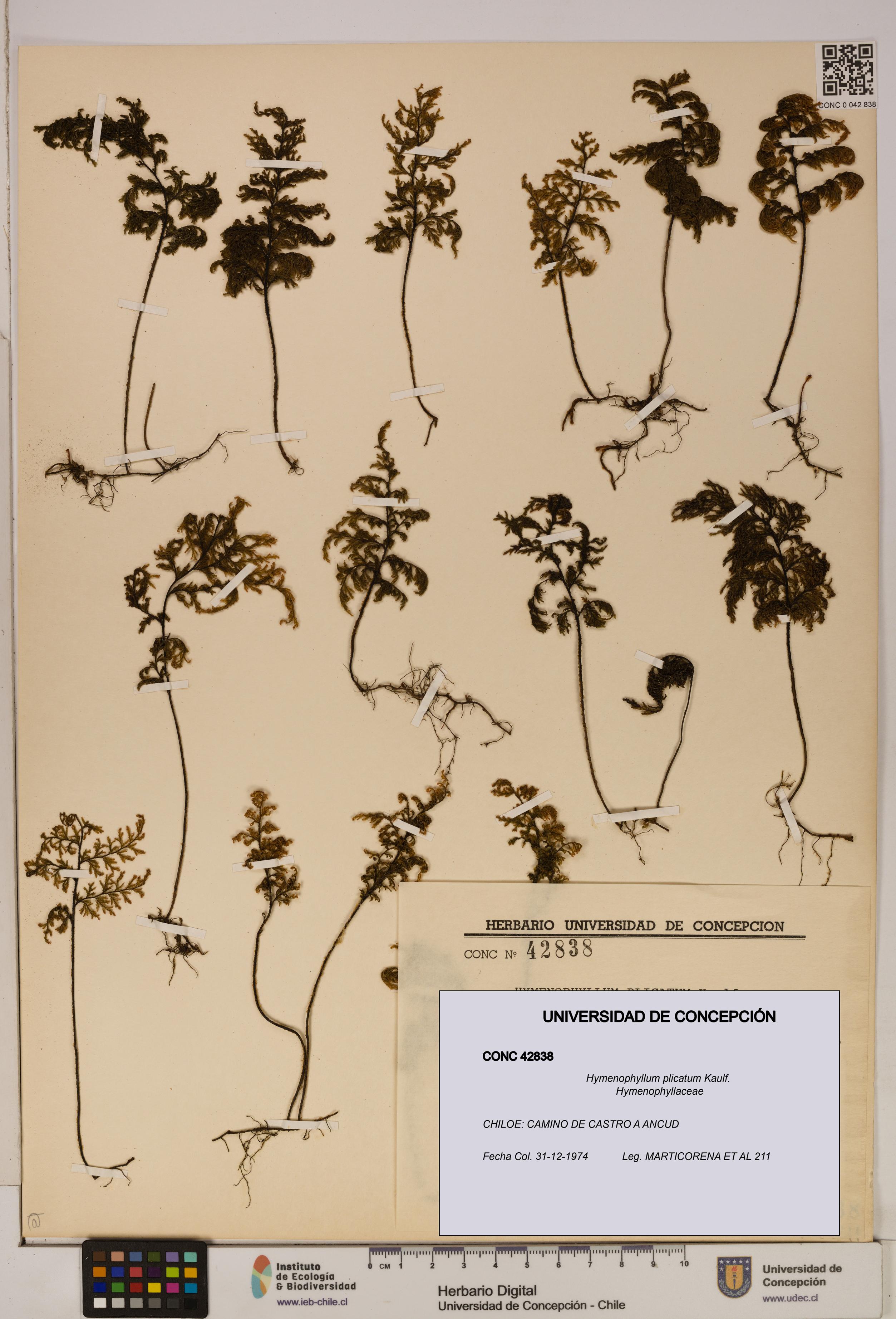 Hymenophyllum plicatum [Espécimen: ]