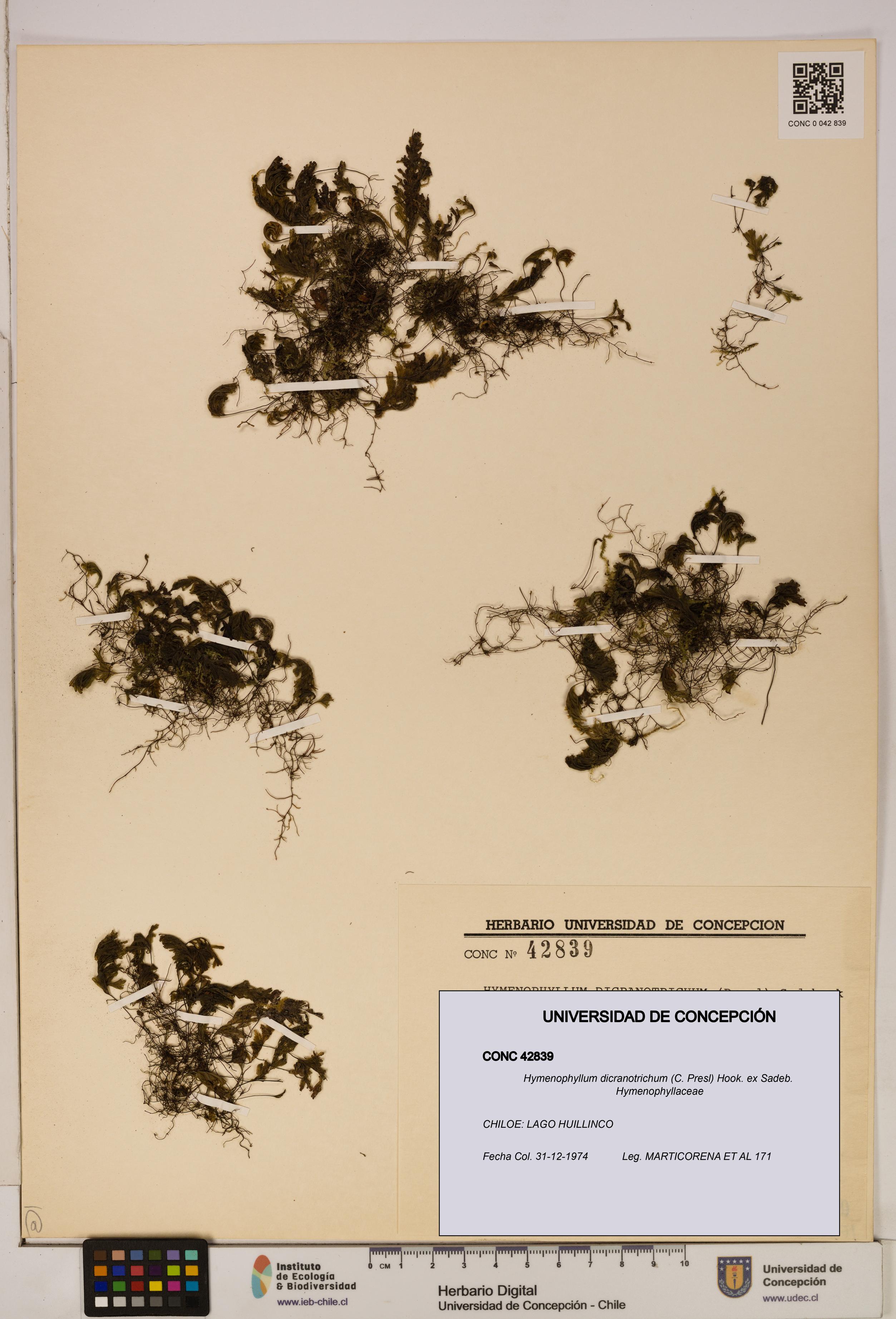 Hymenophyllum dicranotrichum [Espécimen: UDEC:CONC:0042839]