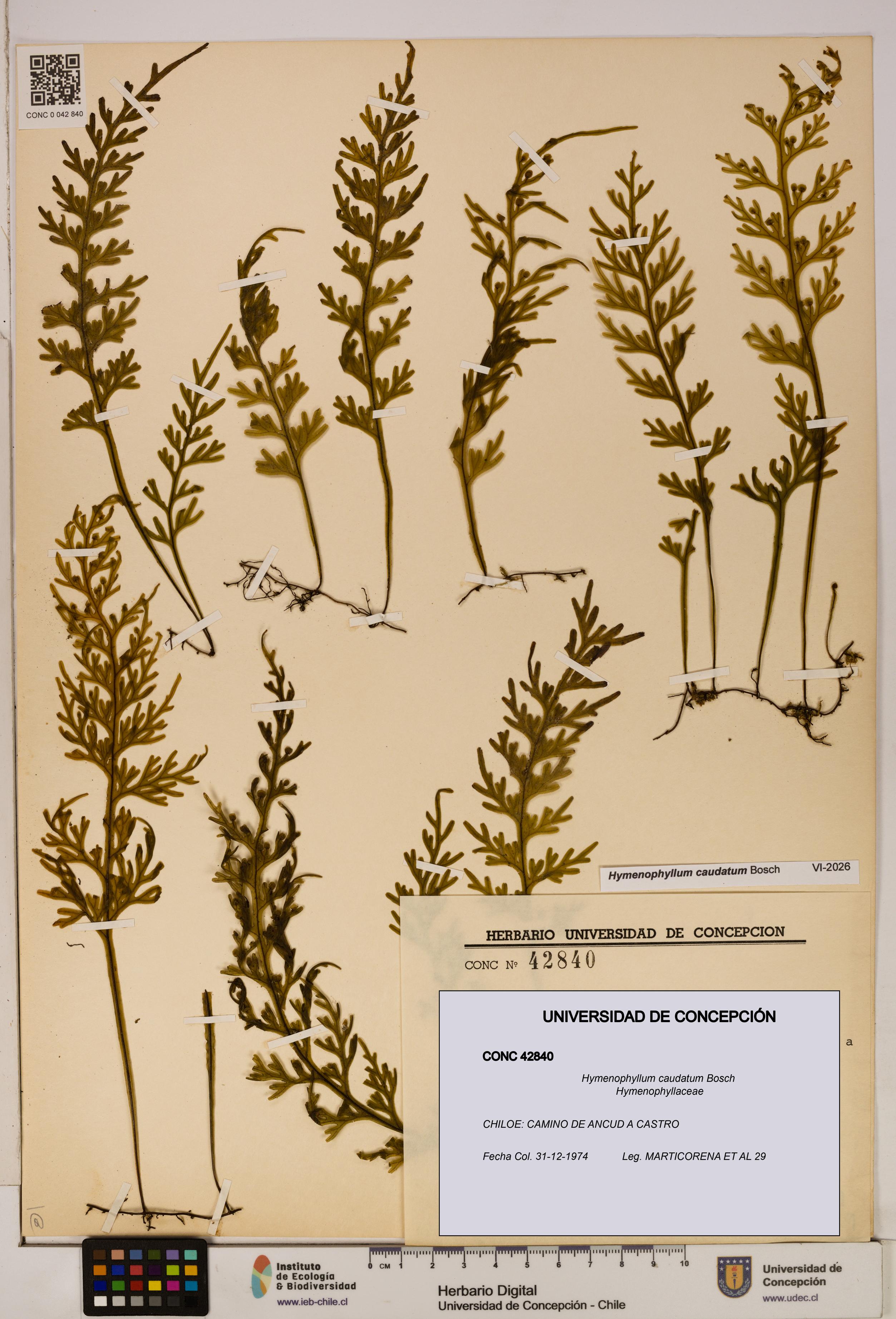 Hymenophyllum caudatum [Espécimen: UDEC:CONC:0042840]