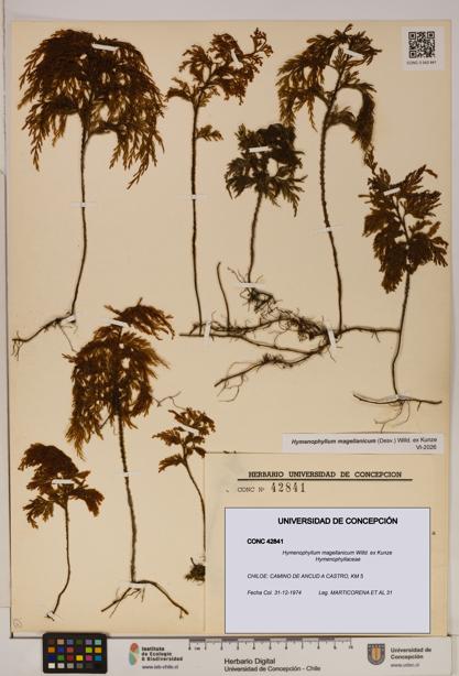 Hymenophyllum magellanicum [Espécimen: ]