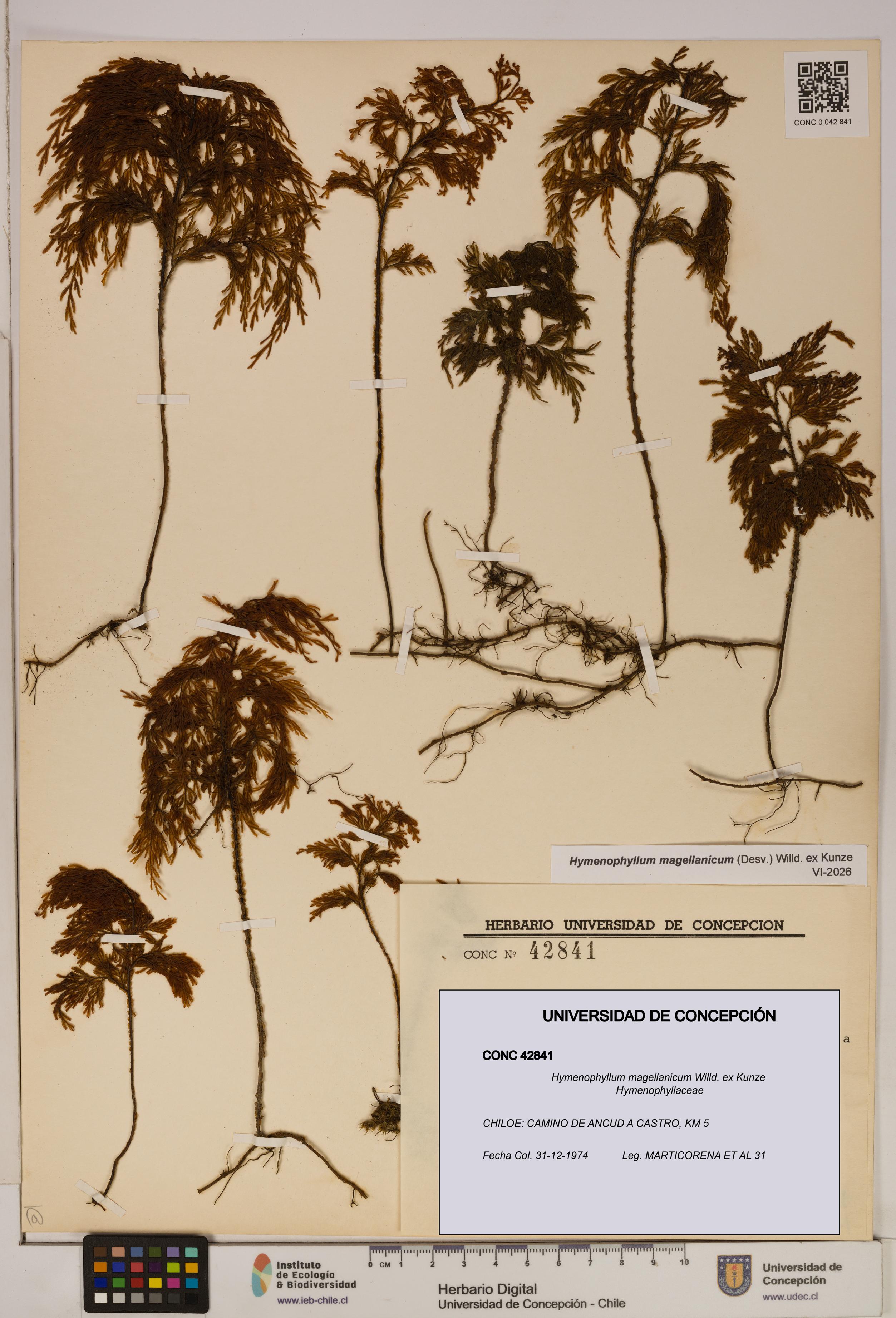 Hymenophyllum magellanicum [Espécimen: ]