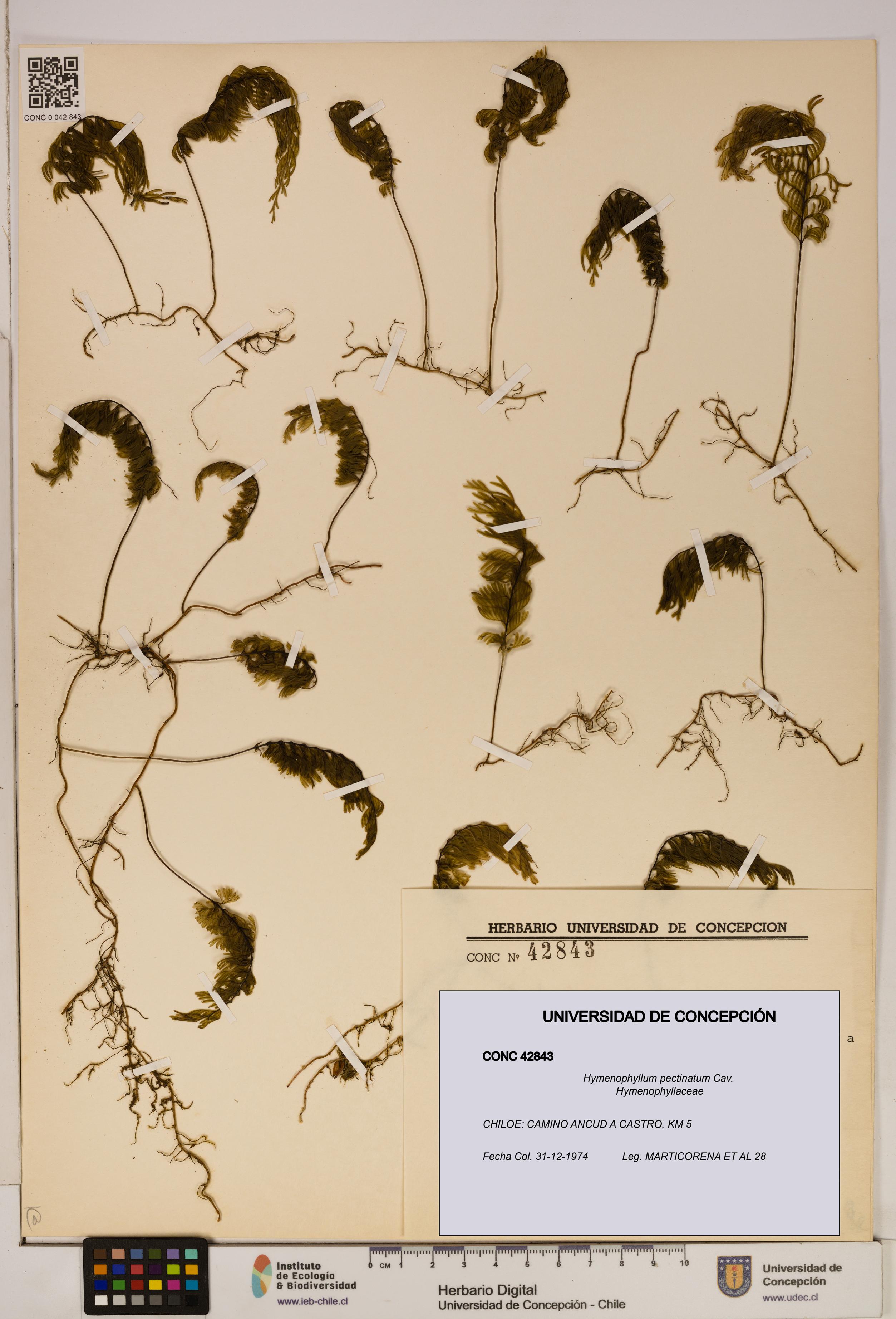 Hymenophyllum pectinatum [Espécimen: ]