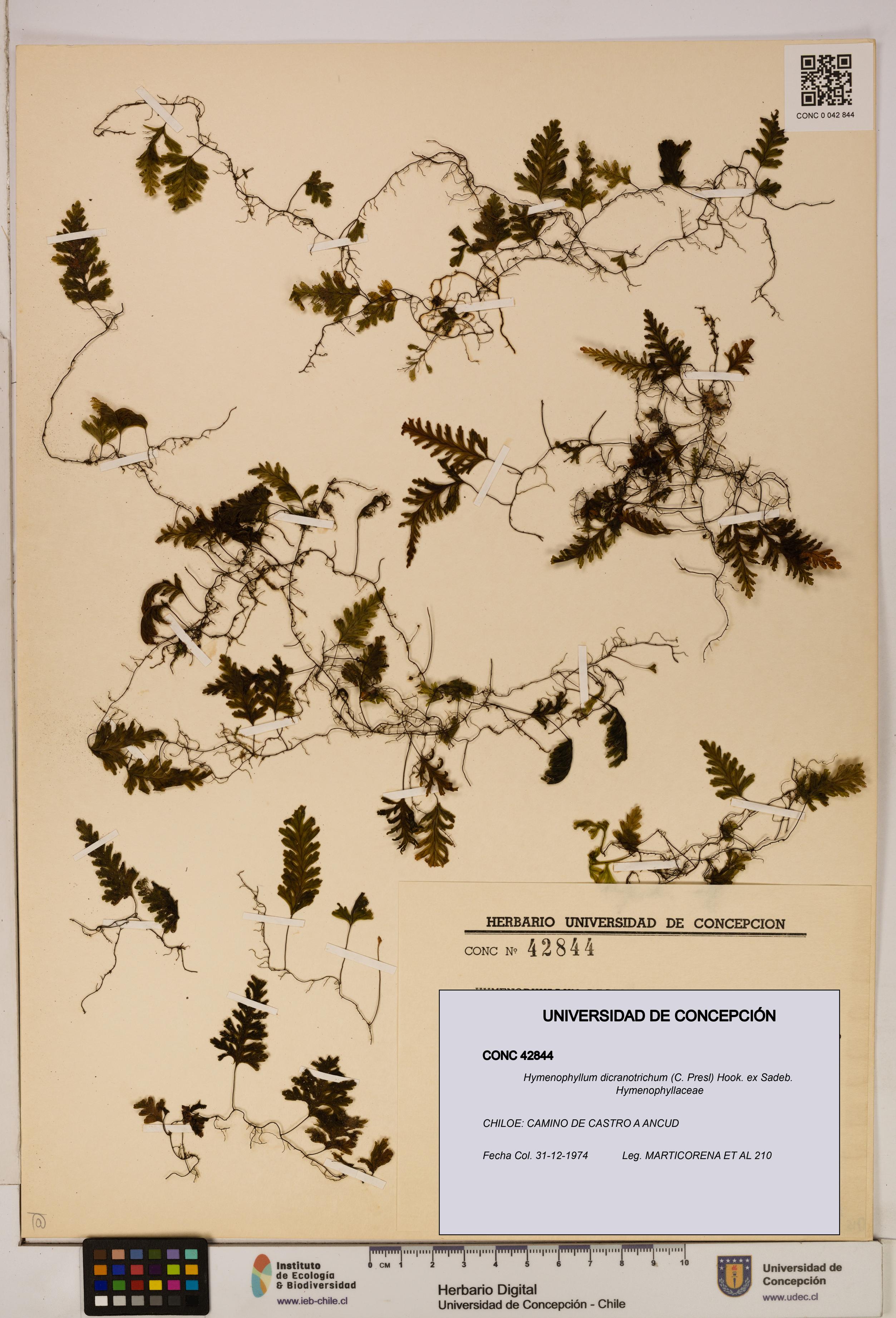 Hymenophyllum dicranotrichum [Espécimen: UDEC:CONC:0042844]
