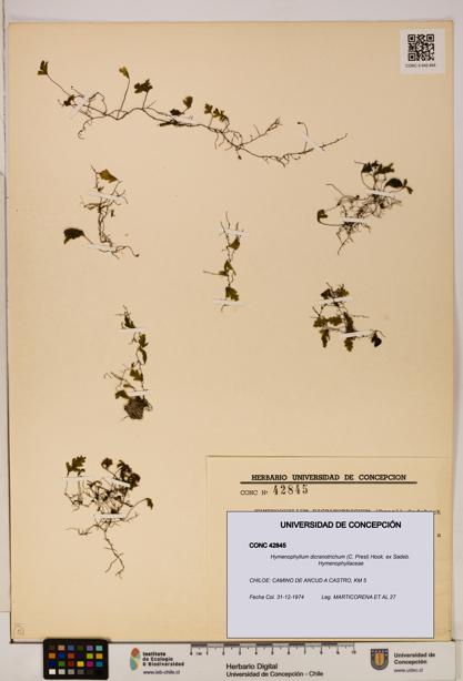 Hymenophyllum dicranotrichum [Espécimen: UDEC:CONC:0042845]