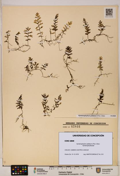 Hymenophyllum peltatum [Espécimen: ]