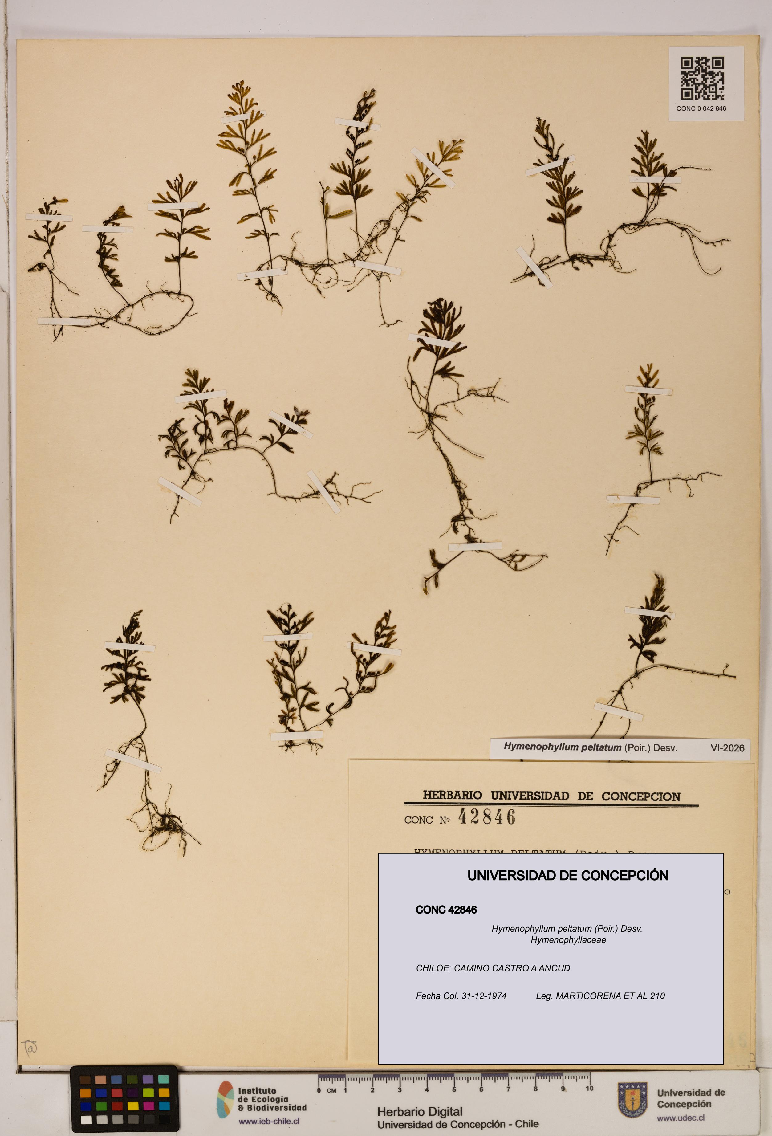 Hymenophyllum peltatum [Espécimen: ]